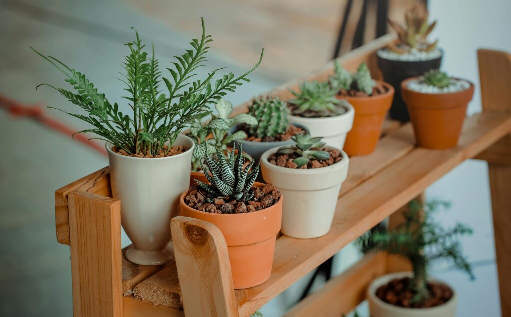 pexels-photo-793012-793012 Close-up of diverse succulents in pots on a wooden shelf indoors, showcasing natural beauty.